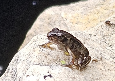 Froglet-June