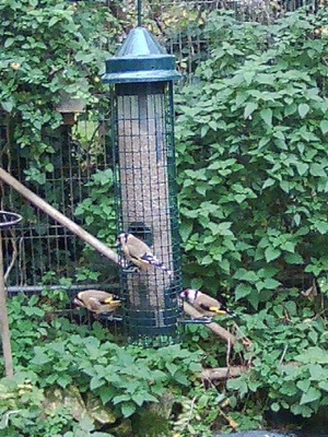 Goldfinch_20251104
