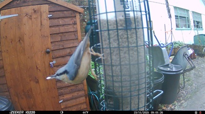 Nuthatch-Nov