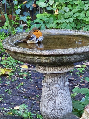 Robin-bath-Oct