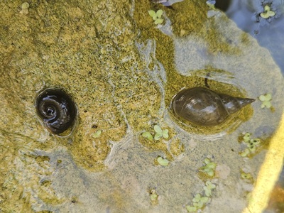 WaterSnails-Aug