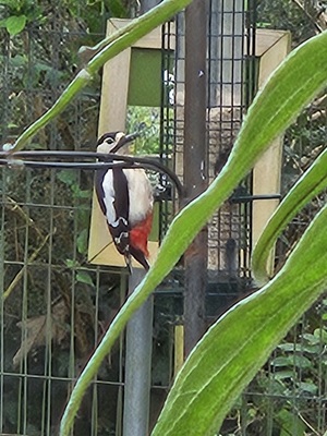 Woodpecker-Jan