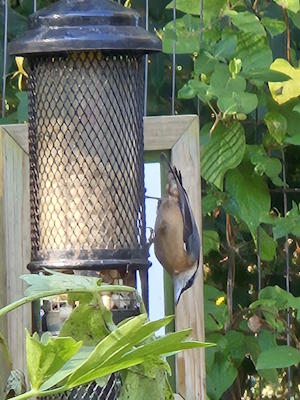 Feeding Nuthatch