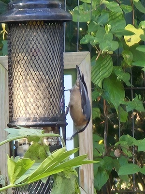 Feeding Nuthatch