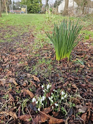 First Snowdrops
