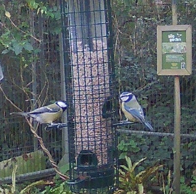 GreatTit__BlueTit