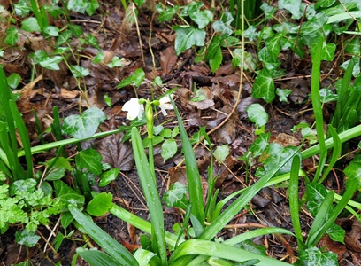 Snowdrop