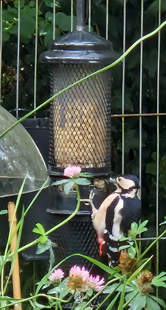 Feeding woodpecker