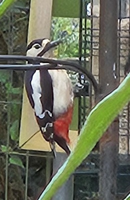 Feeding woodpecker
